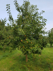 Finkerwerder Herbstprinz, Alte Apfelsorten, Apfel, Malus, domestica, Aepfel