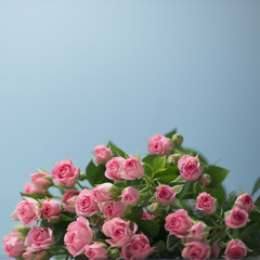 roses on blu background, bouquet of pink flowers