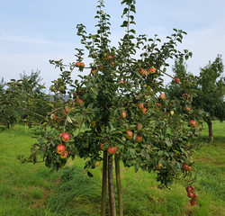 Hilde, Alte Apfelsorten, Apfel, Malus, domestica