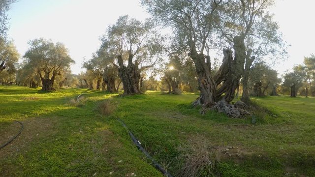 ancient centuries-old olive garden sleeps in the evening sun in winter in the Mediterranean panorama to the left