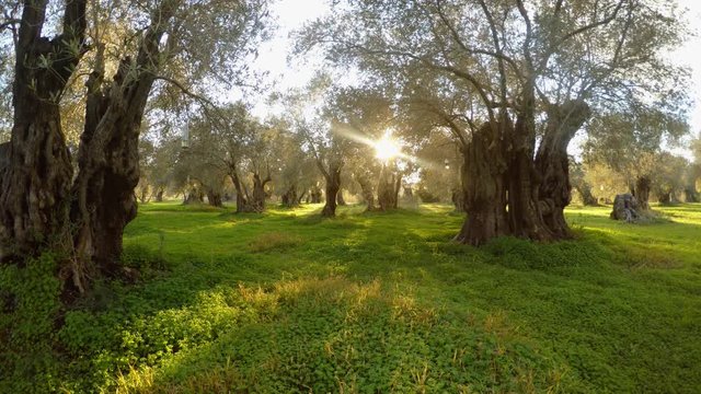 ancient centuries-old olive garden sleeps in the evening sun in the winter in the middle of the earth