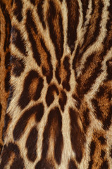 leopard fur background