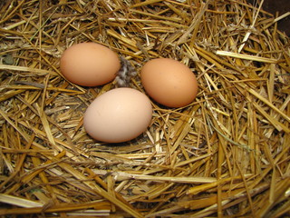 fresh chicken eggs with nest,A pile of brown eggs in a nest