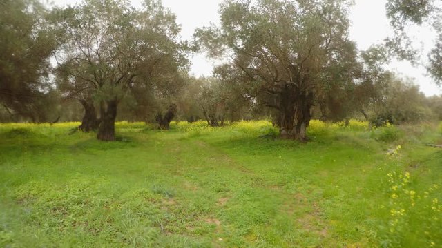 olive trees in the rain, green grass in the winter