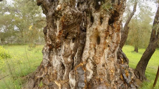 trunk thick ancient clipped olive tree planted by King Richard Lionheart under rainstorm in the old garden in winter in cyprus