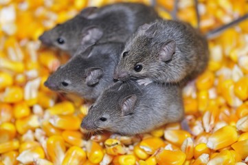 Field mice.