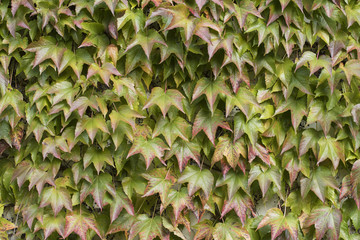 Boston Ivy. Parthenocissus-tricuspidata