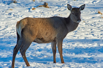 Wild animals of Kazakhstan. Deer Deer are the ruminant mammals forming the family Cervidae.