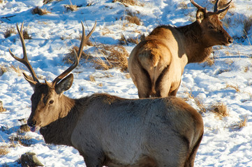 Wild animals of Kazakhstan. Deer Deer are the ruminant mammals forming the family Cervidae.