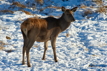 Naklejka na ściany i meble Wild animals of Kazakhstan. Deer Deer are the ruminant mammals forming the family Cervidae.