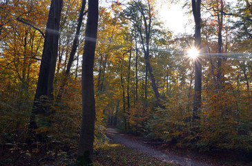 Herbstwald