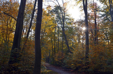 Herbstwald