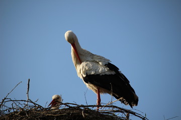 Storch