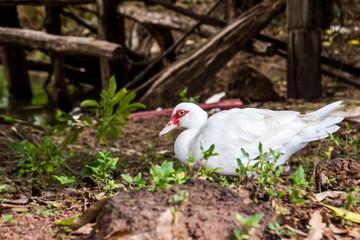 Ducks are walking and swimming in the farm.