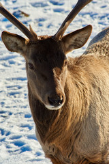 Wild animals of Kazakhstan. Deer Deer are the ruminant mammals forming the family Cervidae.