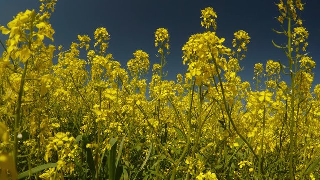 yellow rape flowers and blue sky, the wind shakes grass and bees collect pollen, a peaceful picture
