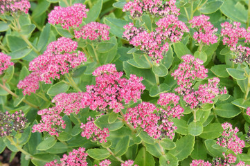 Obraz premium Sedum spectabile brilliant many red plant with green background