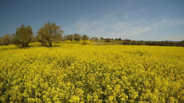 a field of yellow rape flowers and rare olive trees, a bright sunny day in the deep winter in Cyprus