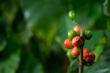 Coffee bean, Coffee tree.