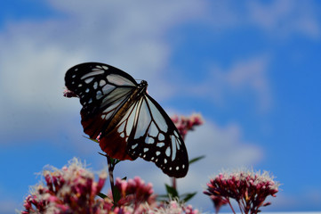 アサギマダラ