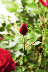 Rose Bud