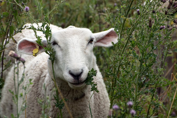 A sheep eating some thistles while looking towards the camera.