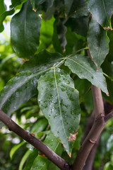melicoccus bijugatus honeyfruit tree sapindaceae from sout america