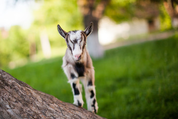.beautiful goat's photo climbed onto the tree