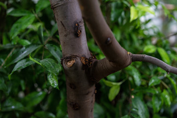 melicoccus bijugatus honeyfruit tree sapindaceae from sout america