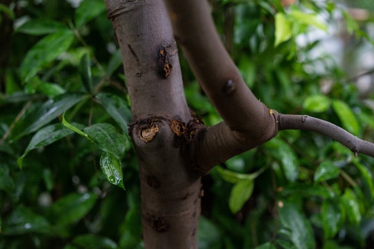 melicoccus bijugatus honeyfruit tree sapindaceae from sout america