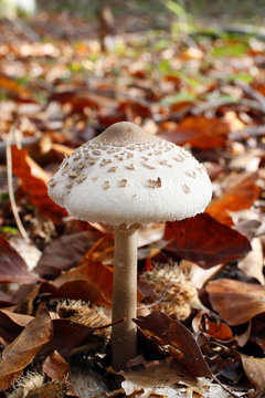 Close up of a parasol mushroom fungus or high Lepiote, France, near Paris, Malvoisine forest in autumn.