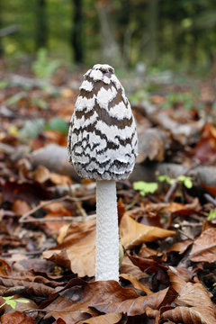 Close-up on a mushroom black and white Coprinus comatus, France, near Paris, forest of Malvoisine in autumn,.