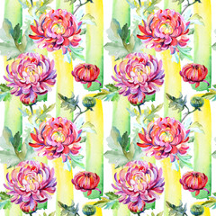 Wildflower chrysanthemum flower pattern in a watercolor style. Full name of the plant: chrysanthemum, dahlia, marigold. Aquarelle wild flower for background, texture, wrapper pattern, frame or border.