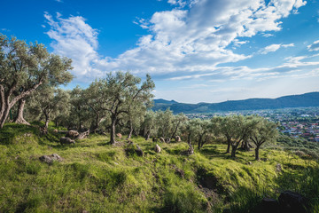 Olive trees grove near Bar city in Montenegro