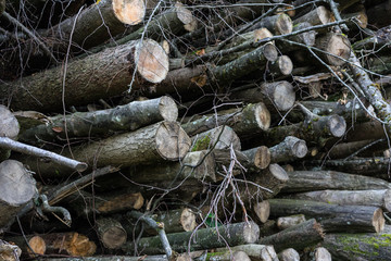 wood stack in forest for timber lumber woodpile