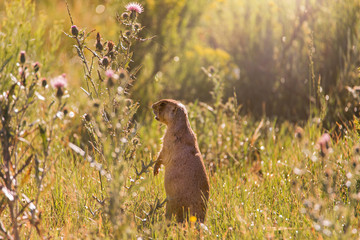 Präriehund