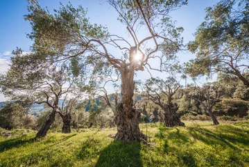 Photo sur Plexiglas Olivier Olive trees grove near Bar city in Montenegro