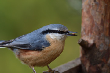 Nuthatch  titmouse eats seeds in the fodder rack	