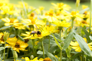 Honey bee swarming on yellow flowers.