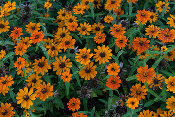 orange flowers in garden happy view summer