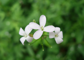 Schwebendes Lieschen