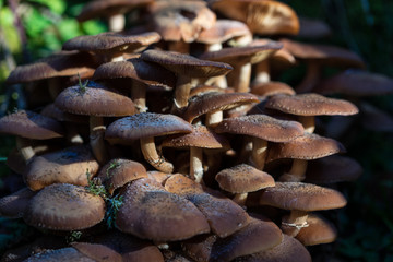 many brown mushroom in forest macro