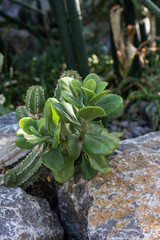 euphorbia handiensis plant botany