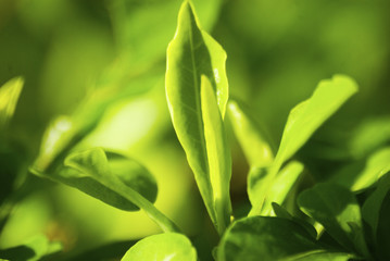 Leafy green foliage, patterned background.