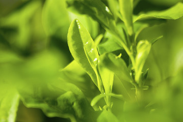 Leafy green foliage, patterned background.