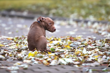 sad lost pitbull puppy sitting on the street