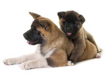 puppies american akita