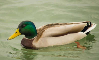 Wild duck close-up