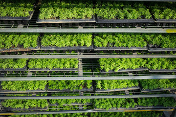 fresh plant growing on the shelves