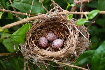 3 bird eggs in bird's nest on the tree